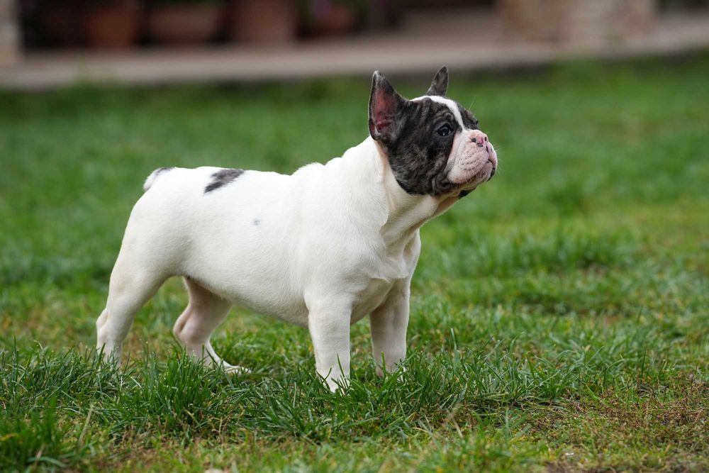 Buldog Francuski Suczka