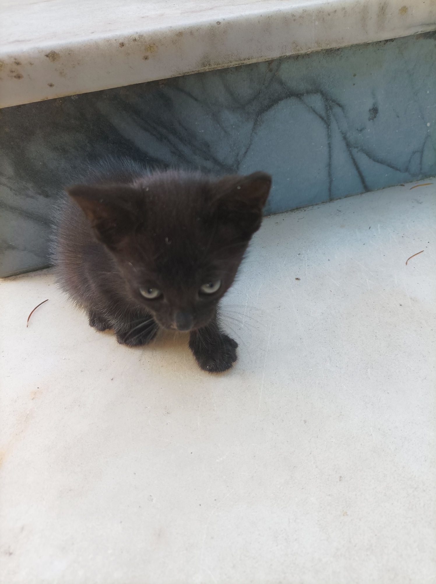 Gatinhos para adoção