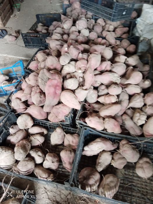 Batata doce venda au poblico