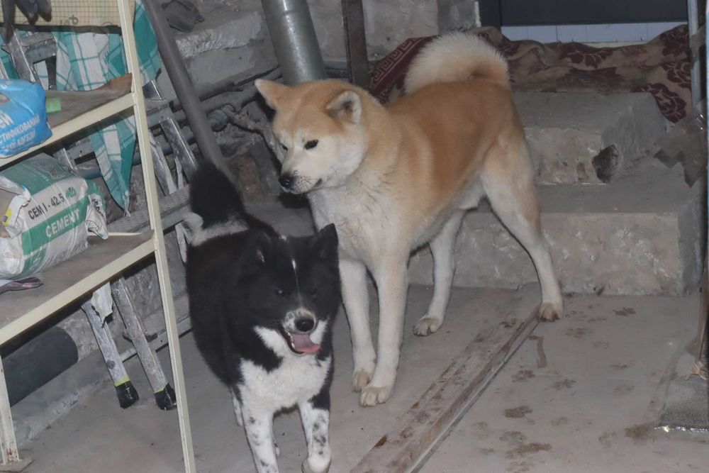 В хорошие руки Акита-инну