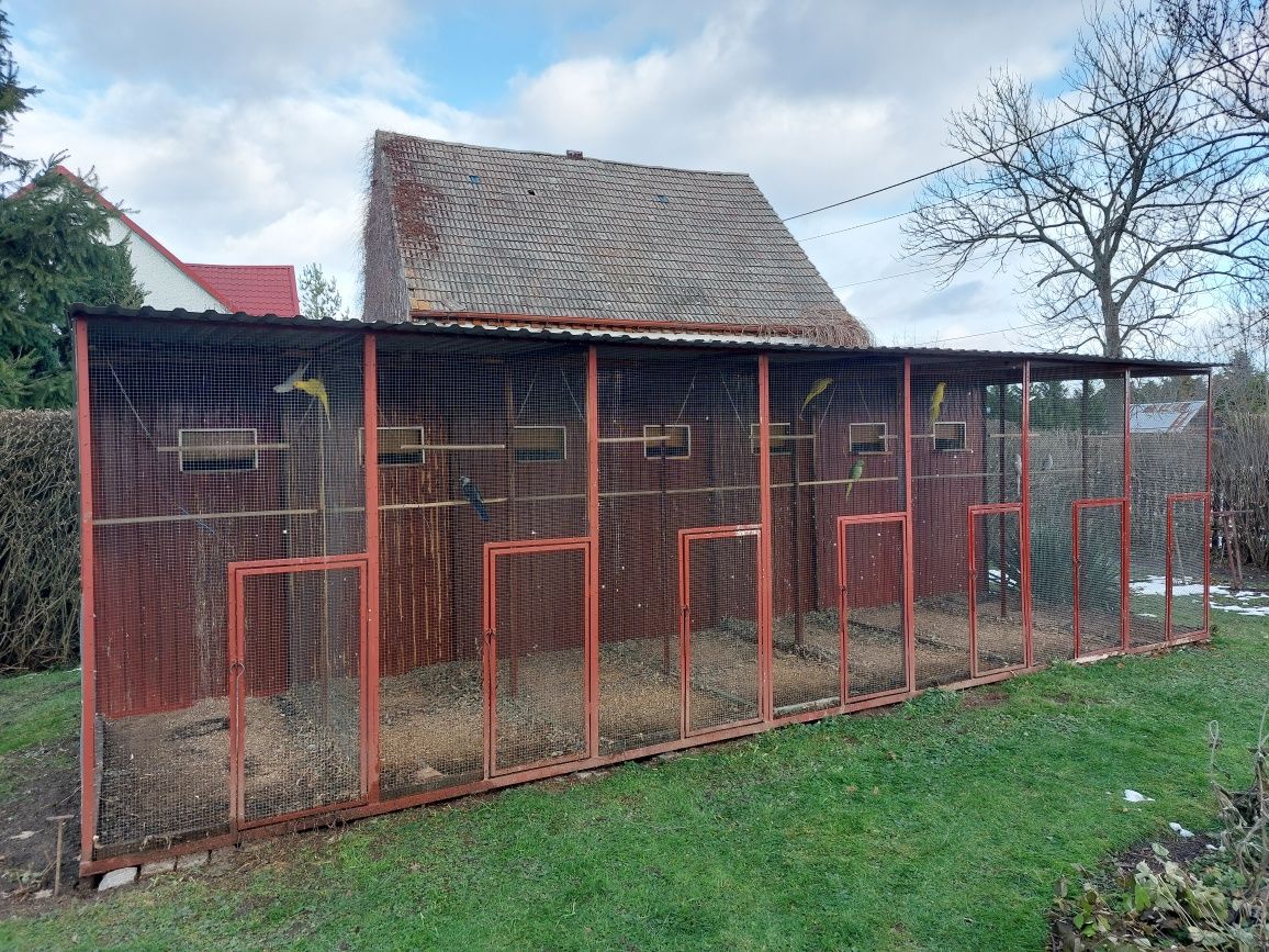 woliera zewnętrzną dla papug LIKWIDACJA HODOWLI