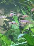 Guppies endlers