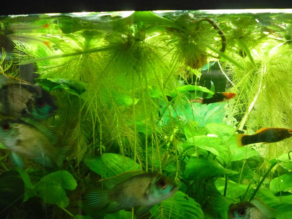 Zestaw (10szt.) pływające (4-6 cm)=12 zł pistia+GRATIS