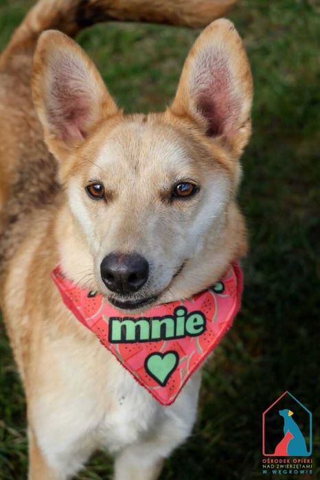 Śliczna, mała, wesoła Melcia kocha ludzi i zabawę - adoptuj pupila