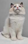 Kocurek Ragdoll Seal Bikolor z rodowodem