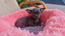 Niebieski piesek chihuahua