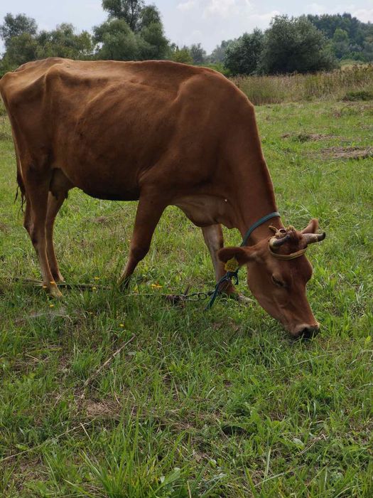 Корова джерси после первого отёла