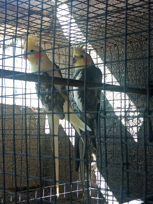 Casal de caturras
