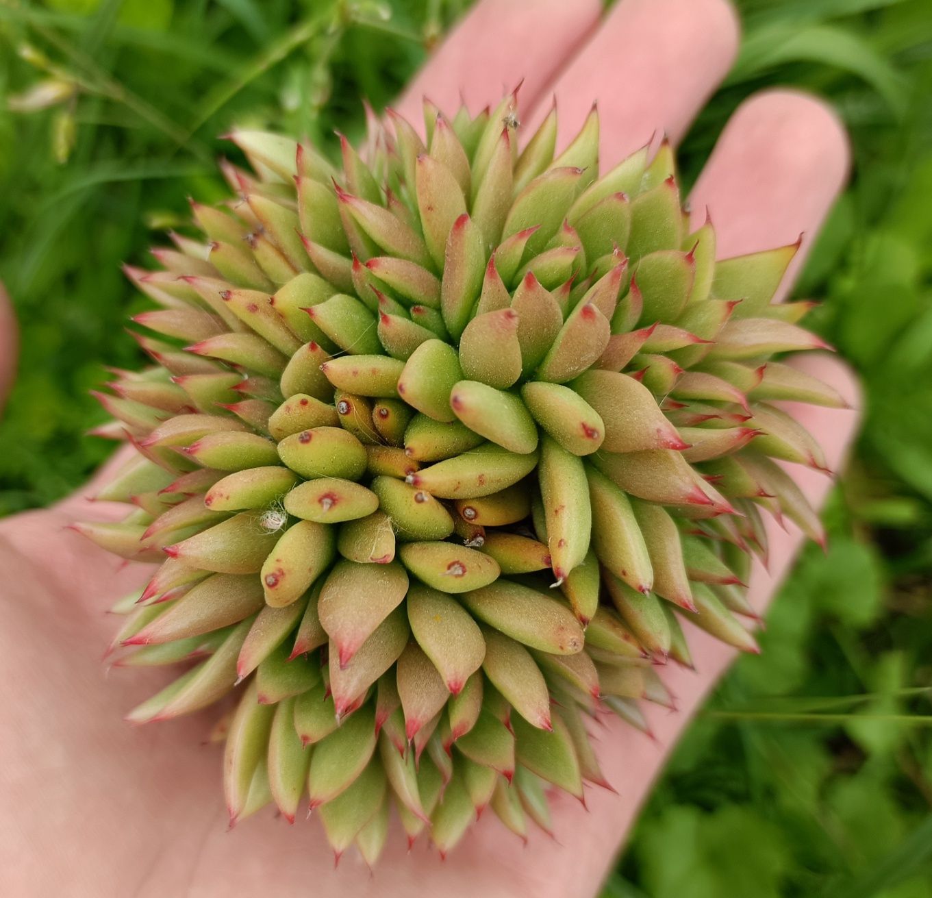 Echeveria agavoides cristata