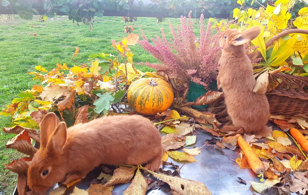 Królik / króliki Nowozelandzki Czerwony - NC !