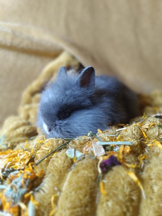 Piękny samczyk królika miniaturki