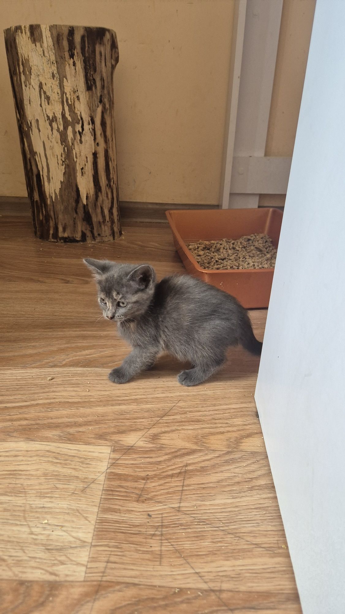 Кошеня дівчинка 2 місяці