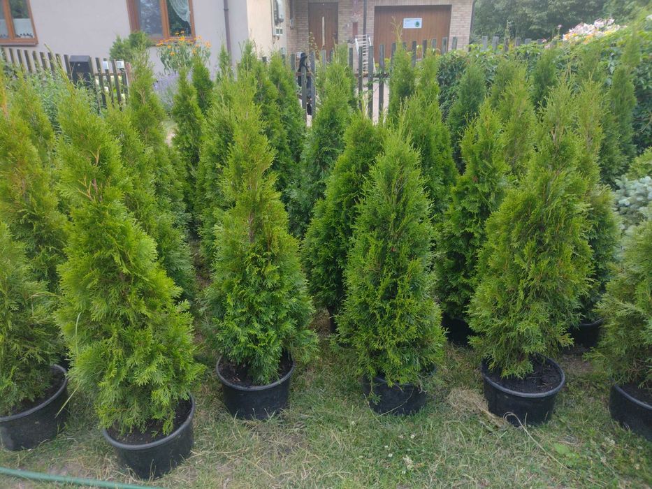 Tuja szmaragd duża
