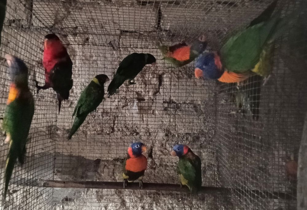 Psitacideos diversos