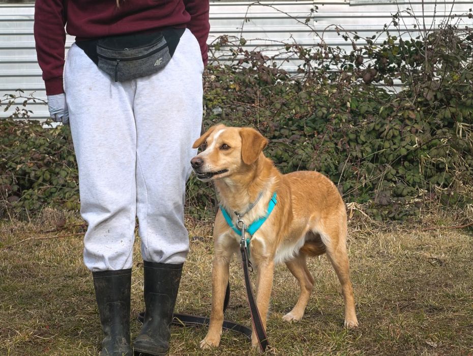 Beżowy pies pilnie szuka domu
