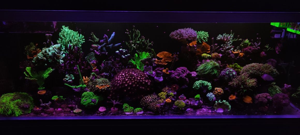 Montipora Digitata Purple