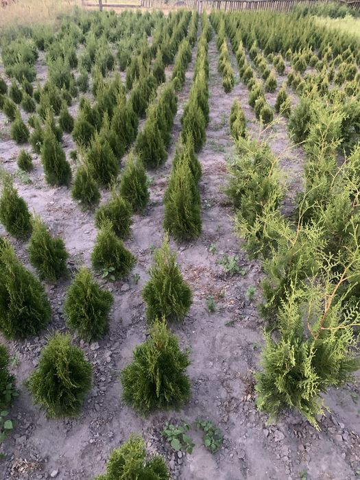 Туя колумна смаргд брабант кипарисовик