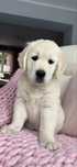 Golden Retriever FCI ZKwP Suczka Po Championie PL *GOTOWA DO ODBIORU*