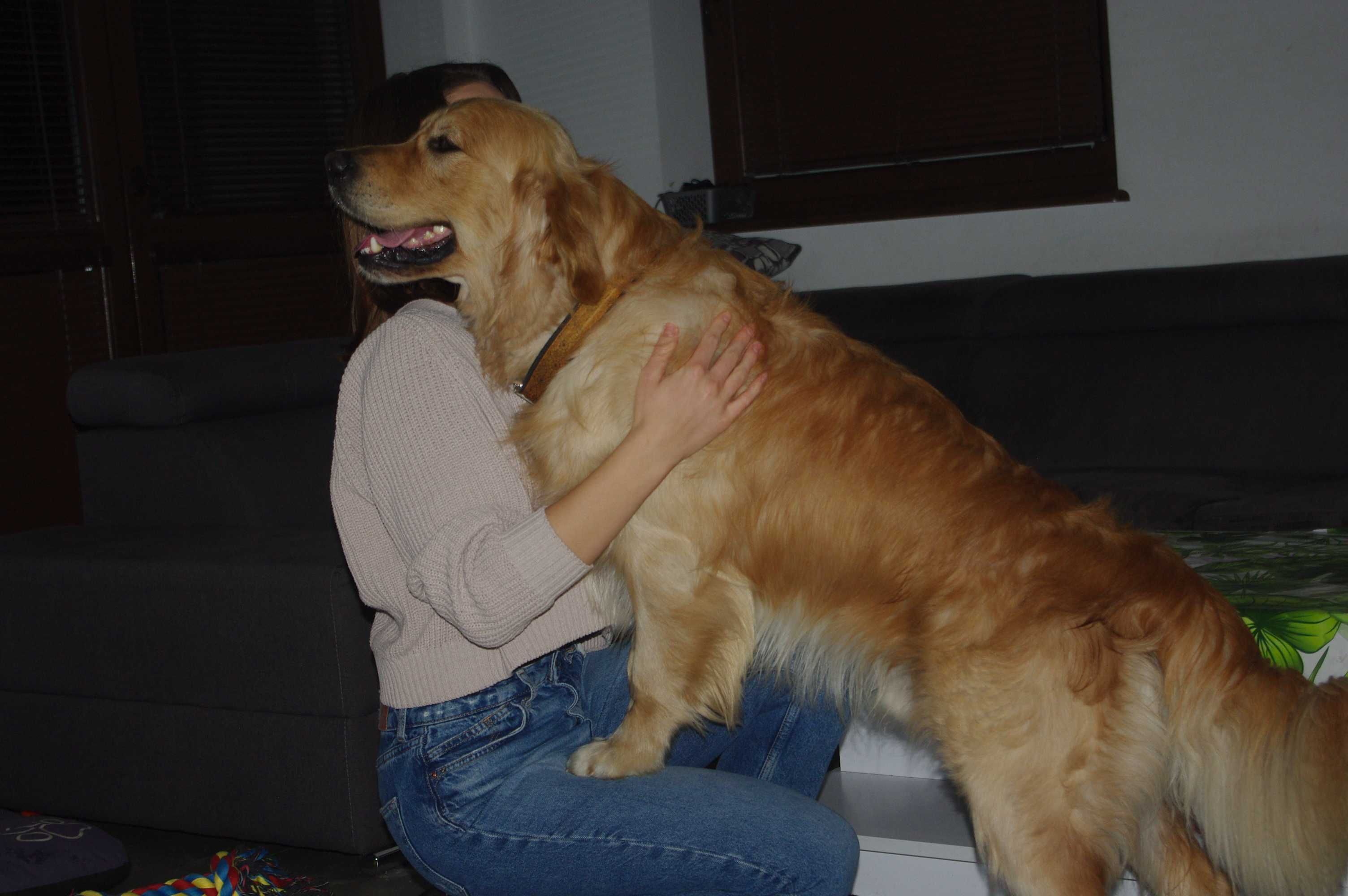 Reproduktor Golden Retriever ZKwP FCI