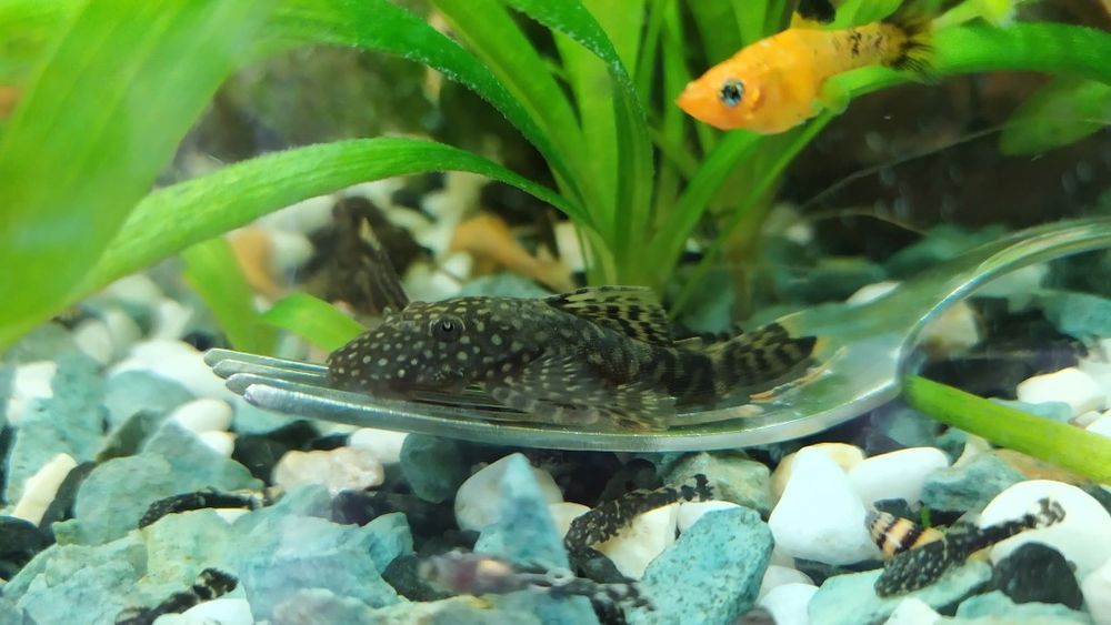 Безкоштовно віддам рибки анцитруси, сомики мальки.