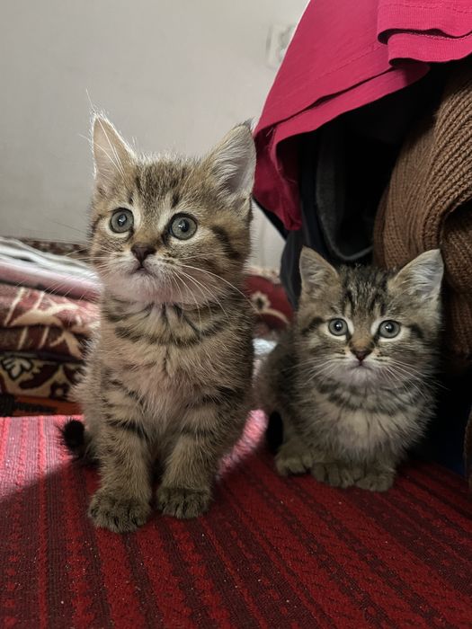 Кошенята (безкоштовно)