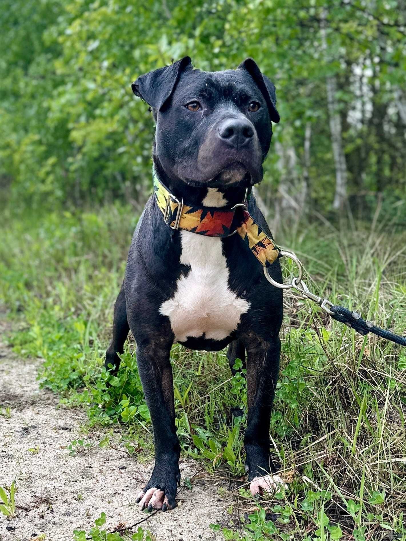 Amstaff Ramen szuka kochającego opiekuna