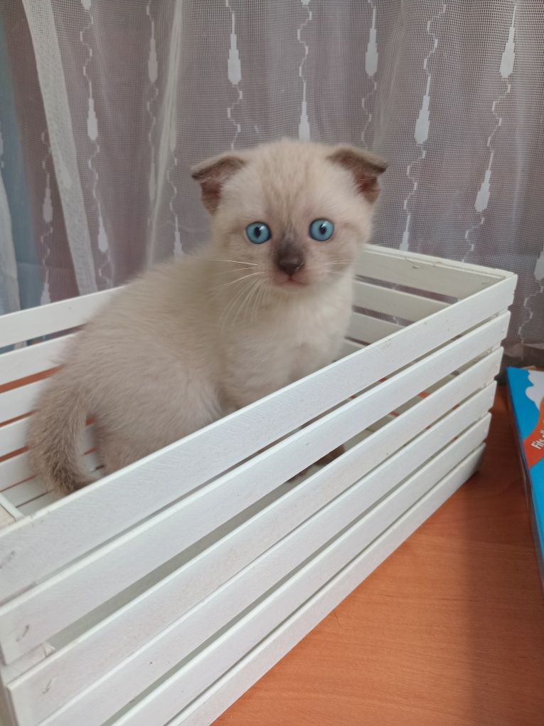 Продажа тайских котят в счастливую семью.