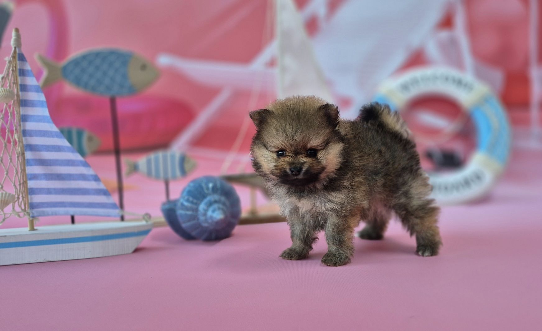 piesek szpic miniaturowy pomeranian dostępny do rezerwacji