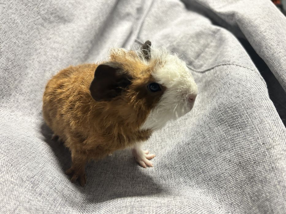 Sprzedam. Świnka morska. Samiec