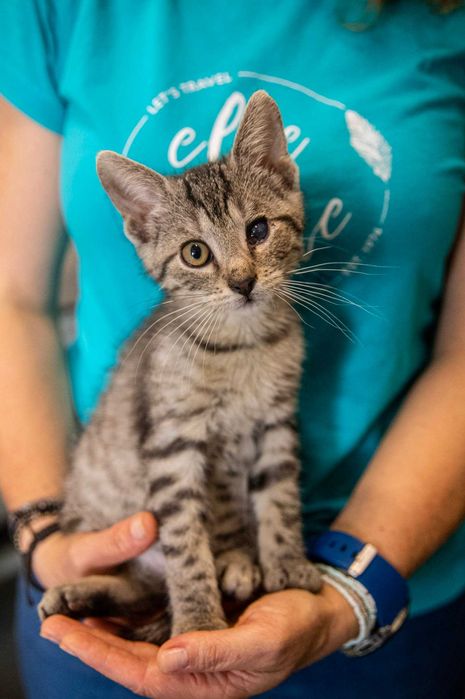 Kochany i proludzki Kinderek do adopcji