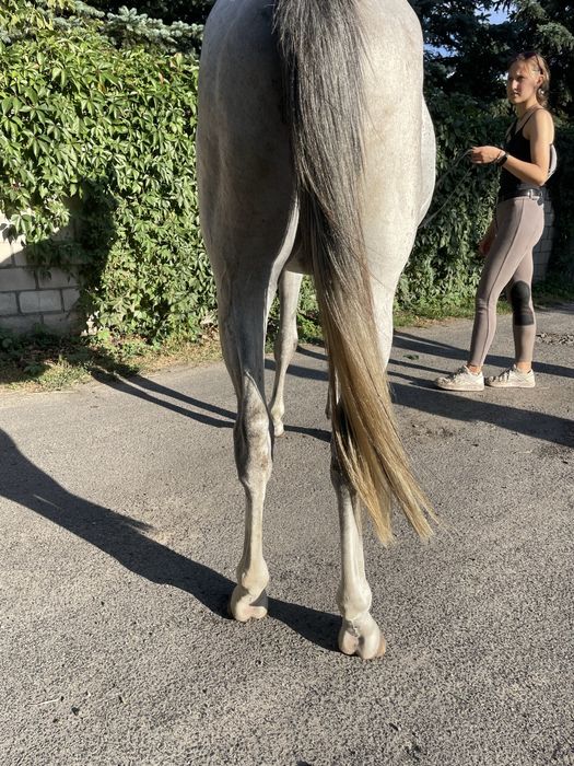 3,5 letni ogierek czystej krwi arabskiej