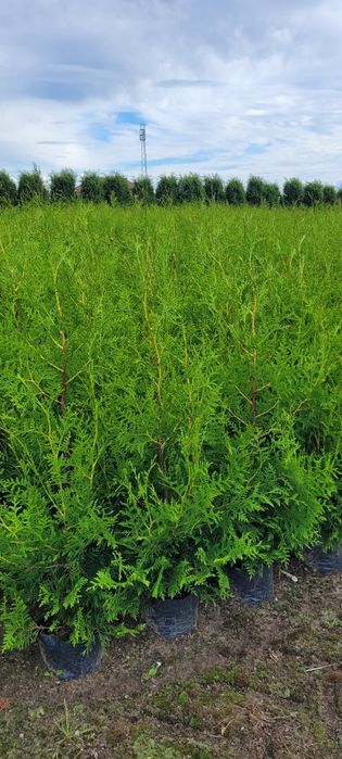 Tuja Brabant 120 cm tuje 140 thuja poznan drwesa