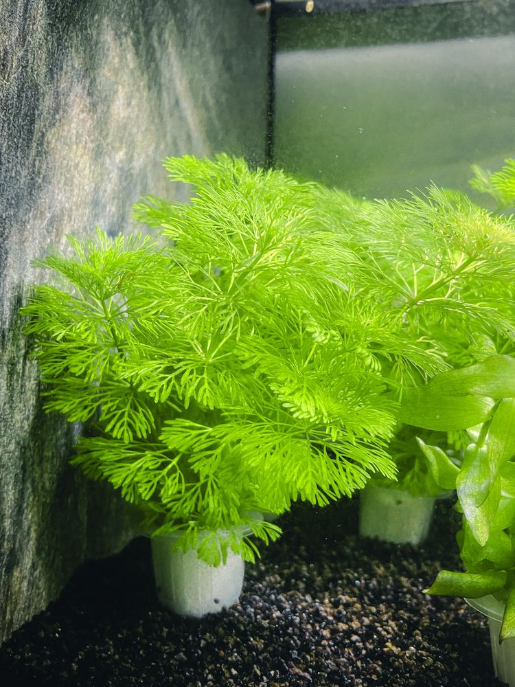 Packs Planta Limnophila Sessiliflora para Aquário