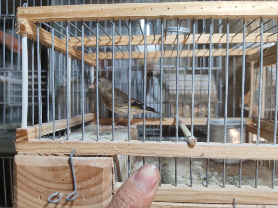 Vendo ou troco híbrido de pintassilgo