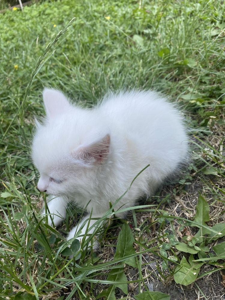 Кошеня. Віддам у добрі руки
