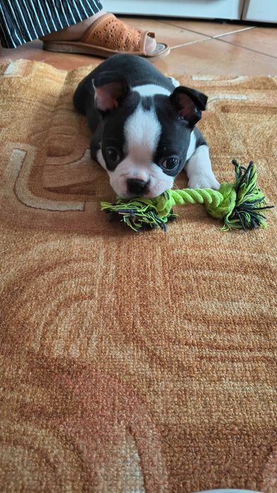 Boston Terrier Piesek