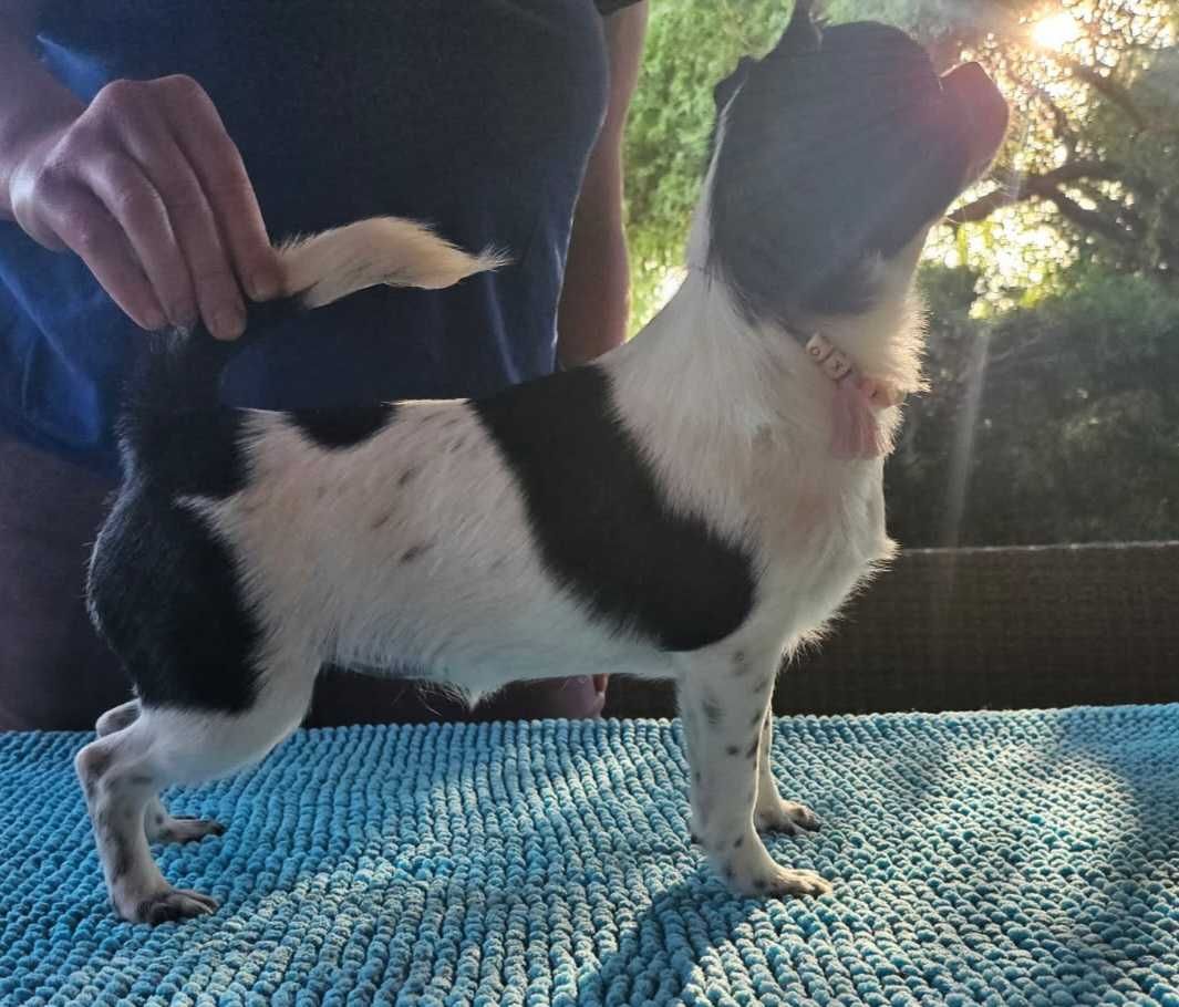 Chihuahua krótkowłosa suczka ZKwP FCI