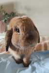 Mini lop samiec.
