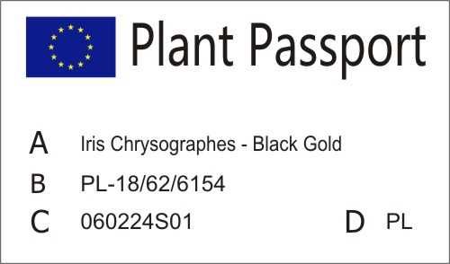 Irys Chryzografowy - Black Gold
