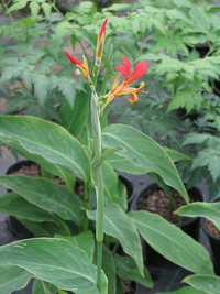 Sementes de canna indica