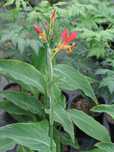 Sementes de canna indica/achira/cana do brejo (variedade speciosa)