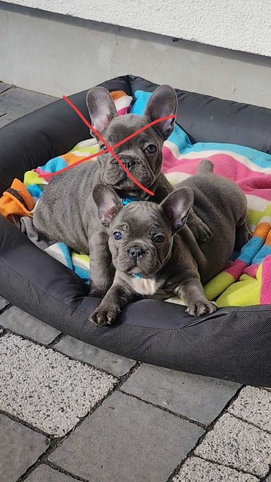 Buldog francuski BLUE niebieski pies piesek suczka szczeniak