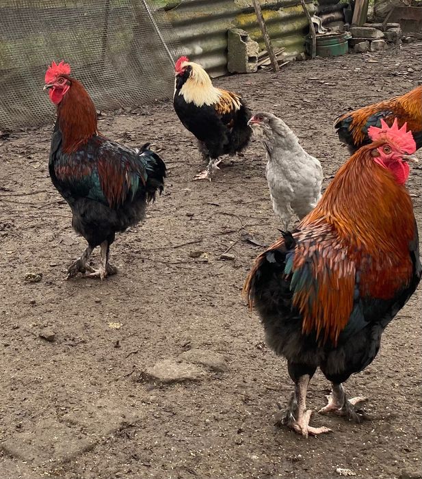 Півні породи Маран чорно-мідний, блакитно-мідний