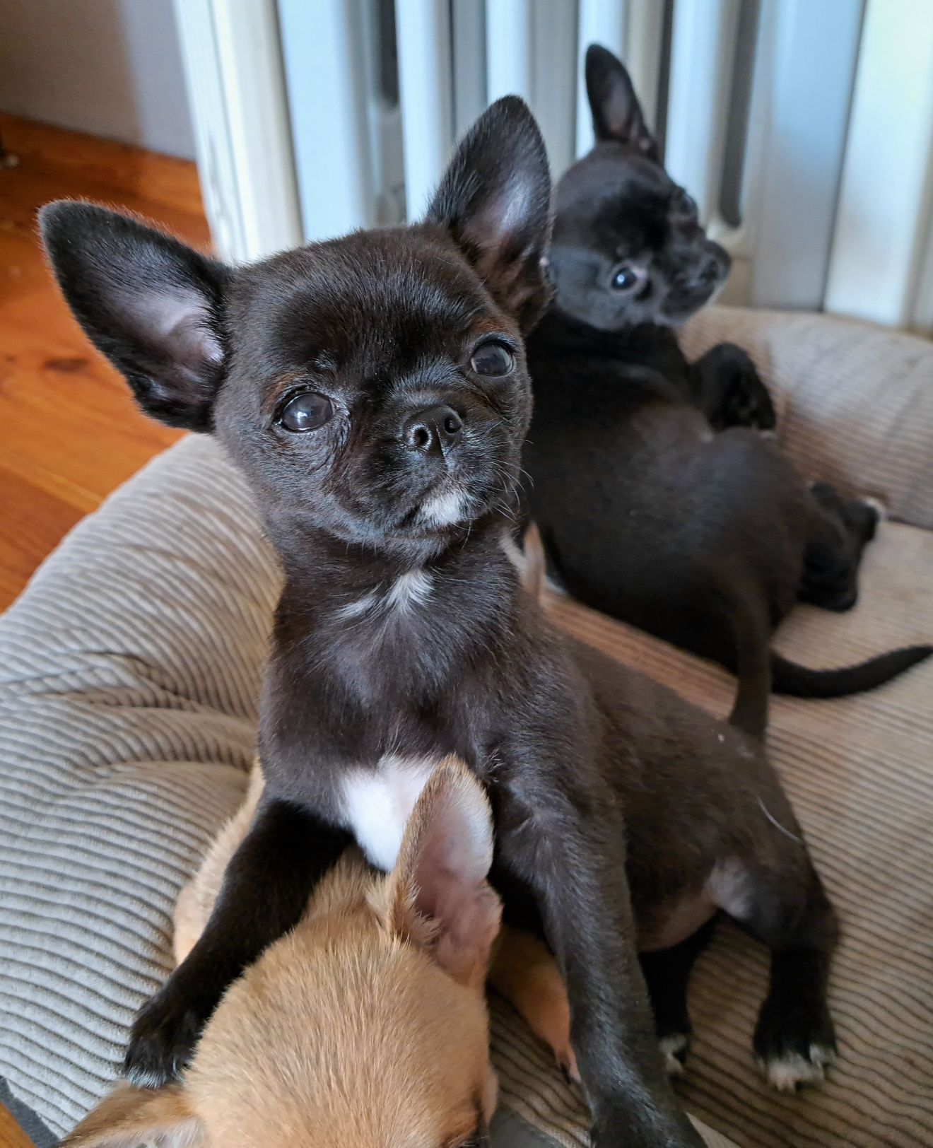 Śliczny chłopiec Chihuahua DO ODBIORU