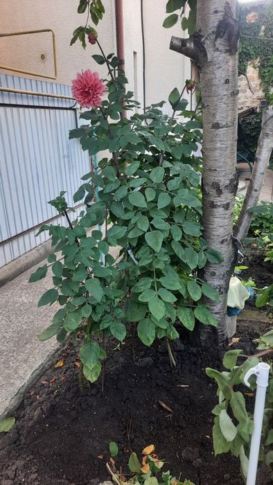 Георгины/Жоржины рассада