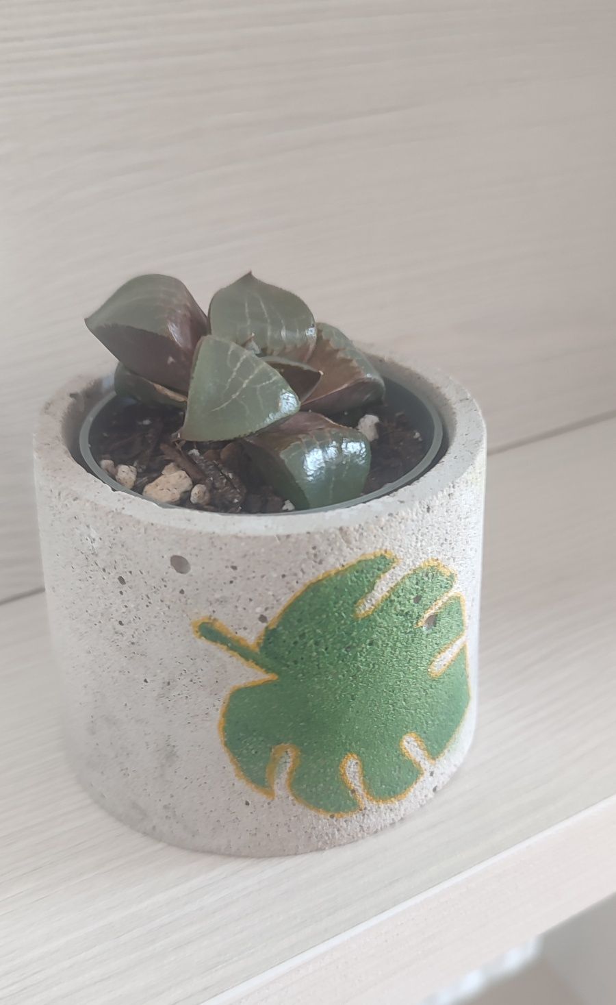 Oportunidade! Suculenta Haworthia springbokvlakensis com vaso de cimen