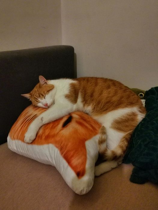 pilnie oddam w dobre ręce dwa kocurki
