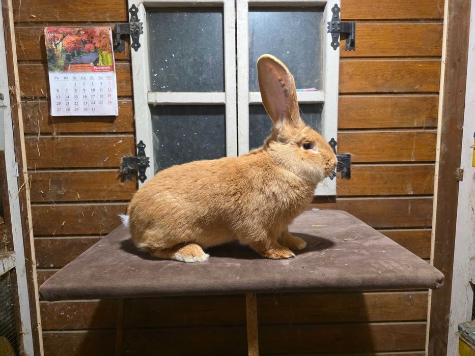 Olbrzym belgijski żółty