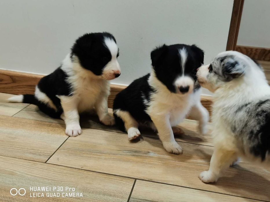 Border collie piesek czarno biały