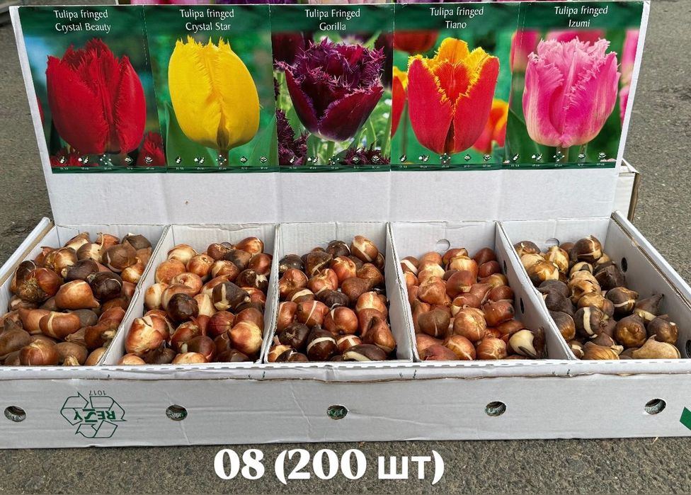 Цибулини тюльпанів та рахункулюс